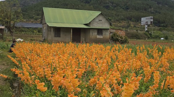 Lâm Đồng: Hoa lay ơn nở muộn, nông dân trắng tay Lâm Đồng: Hoa lay ơn nở muộn, nông dân trắng tay
