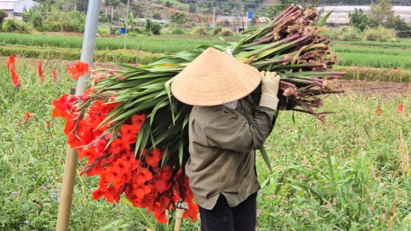 Lâm Đồng: Hoa lay ơn nở muộn, nông dân trắng tay Lâm Đồng: Hoa lay ơn nở muộn, nông dân trắng tay