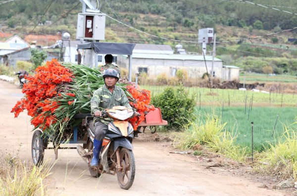 Lâm Đồng: Hoa lay ơn nở muộn, nông dân trắng tay Lâm Đồng: Hoa lay ơn nở muộn, nông dân trắng tay