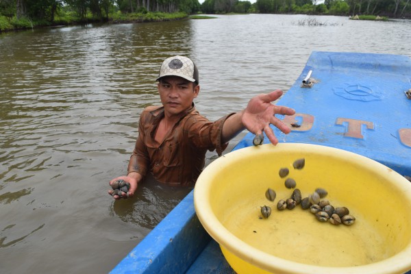 Làm giàu từ nuôi sò huyết dưới tán rừng ở miệt Thứ, An Giang Làm giàu từ nuôi sò huyết dưới tán rừng ở miệt Thứ, An Giang