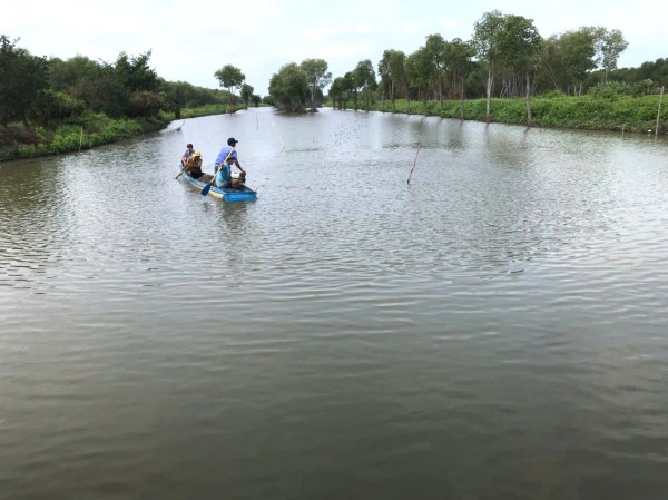 Làm giàu từ nuôi sò huyết dưới tán rừng ở miệt Thứ, An Giang Làm giàu từ nuôi sò huyết dưới tán rừng ở miệt Thứ, An Giang