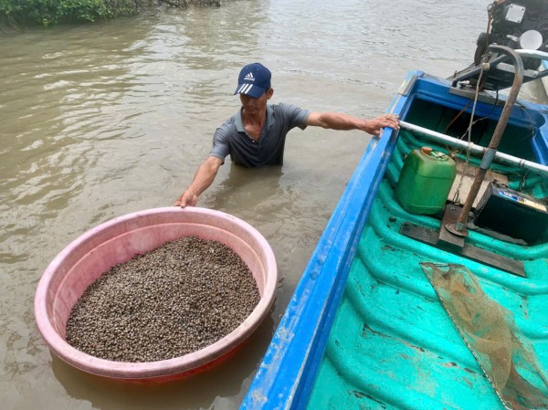 Làm giàu từ nuôi sò huyết dưới tán rừng ở miệt Thứ, An Giang Làm giàu từ nuôi sò huyết dưới tán rừng ở miệt Thứ, An Giang