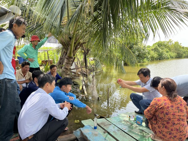 Làm giàu từ nuôi sò huyết dưới tán rừng ở miệt Thứ, An Giang Làm giàu từ nuôi sò huyết dưới tán rừng ở miệt Thứ, An Giang
