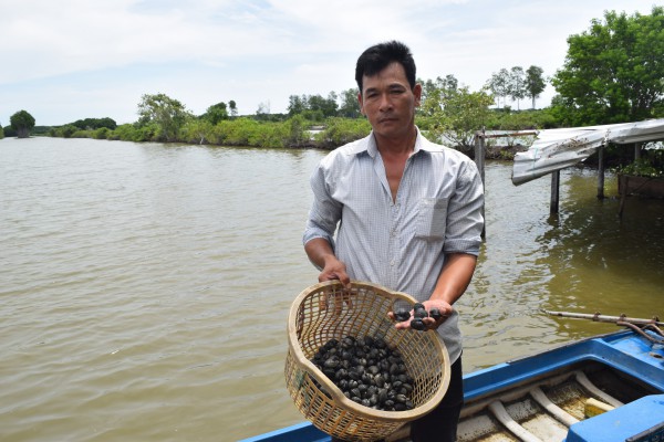 Làm giàu từ nuôi sò huyết dưới tán rừng ở miệt Thứ, An Giang Làm giàu từ nuôi sò huyết dưới tán rừng ở miệt Thứ, An Giang