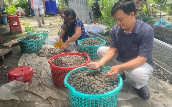 Làm giàu từ nuôi sò huyết dưới tán rừng ở miệt Thứ, An Giang Làm giàu từ nuôi sò huyết dưới tán rừng ở miệt Thứ, An Giang