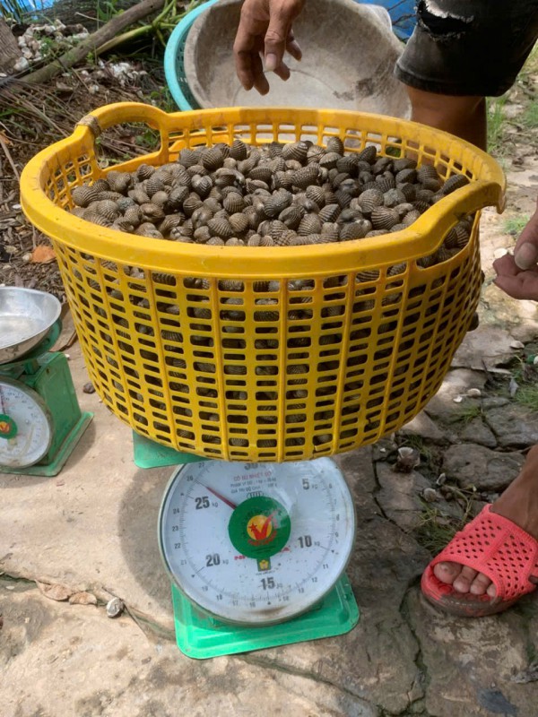 Làm giàu từ nuôi sò huyết dưới tán rừng ở miệt Thứ, An Giang Làm giàu từ nuôi sò huyết dưới tán rừng ở miệt Thứ, An Giang