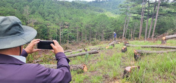Lãnh đạo Đà Lạt bất ngờ trước vụ phá rừng thông phòng hộ lớn nhất từ trước đến nay