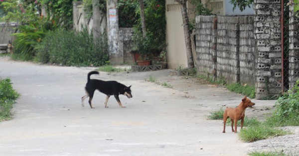 Liên tiếp các vụ chó thả rông tấn công người