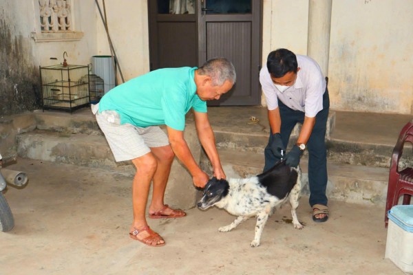 Liên tiếp các vụ chó thả rông tấn công người