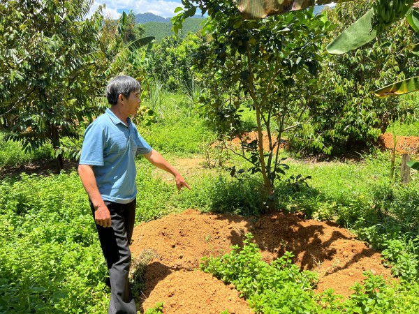 Lợn chết hàng loạt, người đứng đầu ngành nông nghiệp TP.Huế nói: 'Đang kiểm soát dịch bệnh' Lợn chết hàng loạt, người đứng đầu ngành nông nghiệp TP.Huế nói: 'Đang kiểm soát dịch bệnh'