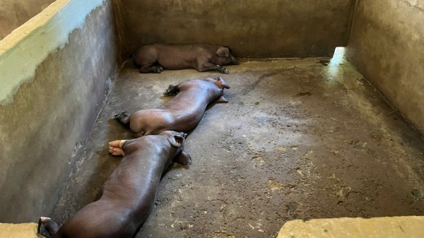 Lợn chết hàng loạt, người đứng đầu ngành nông nghiệp TP.Huế nói: 'Đang kiểm soát dịch bệnh' Lợn chết hàng loạt, người đứng đầu ngành nông nghiệp TP.Huế nói: 'Đang kiểm soát dịch bệnh'