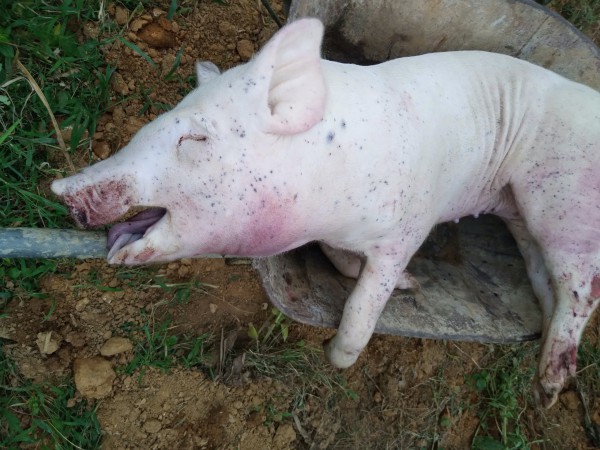 Lợn chết hàng loạt, người đứng đầu ngành nông nghiệp TP.Huế nói: 'Đang kiểm soát dịch bệnh' Lợn chết hàng loạt, người đứng đầu ngành nông nghiệp TP.Huế nói: 'Đang kiểm soát dịch bệnh'