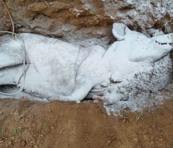 Lợn chết hàng loạt, người đứng đầu ngành nông nghiệp TP.Huế nói: 'Đang kiểm soát dịch bệnh' Lợn chết hàng loạt, người đứng đầu ngành nông nghiệp TP.Huế nói: 'Đang kiểm soát dịch bệnh'