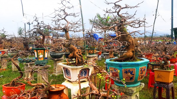 Mai tết trúng đậm, 2 phường ở Gia Lai thu hơn 140 tỉ đồng Mai tết trúng đậm, 2 phường ở Gia Lai thu hơn 140 tỉ đồng