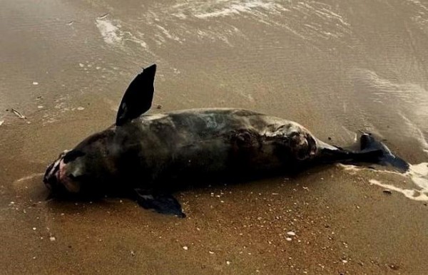 Một tuần phát hiện 4 xác cá heo trôi vào bờ biển một xã tại Quảng Nam