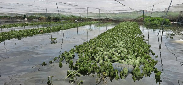 Mưa lớn gây ngập hàng ngàn mét vuông rau màu ở TP.HCM, nông dân thiệt hại nặng