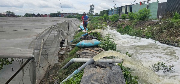 Mưa lớn gây ngập hàng ngàn mét vuông rau màu ở TP.HCM, nông dân thiệt hại nặng