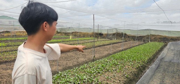 Mưa lớn gây ngập hàng ngàn mét vuông rau màu ở TP.HCM, nông dân thiệt hại nặng