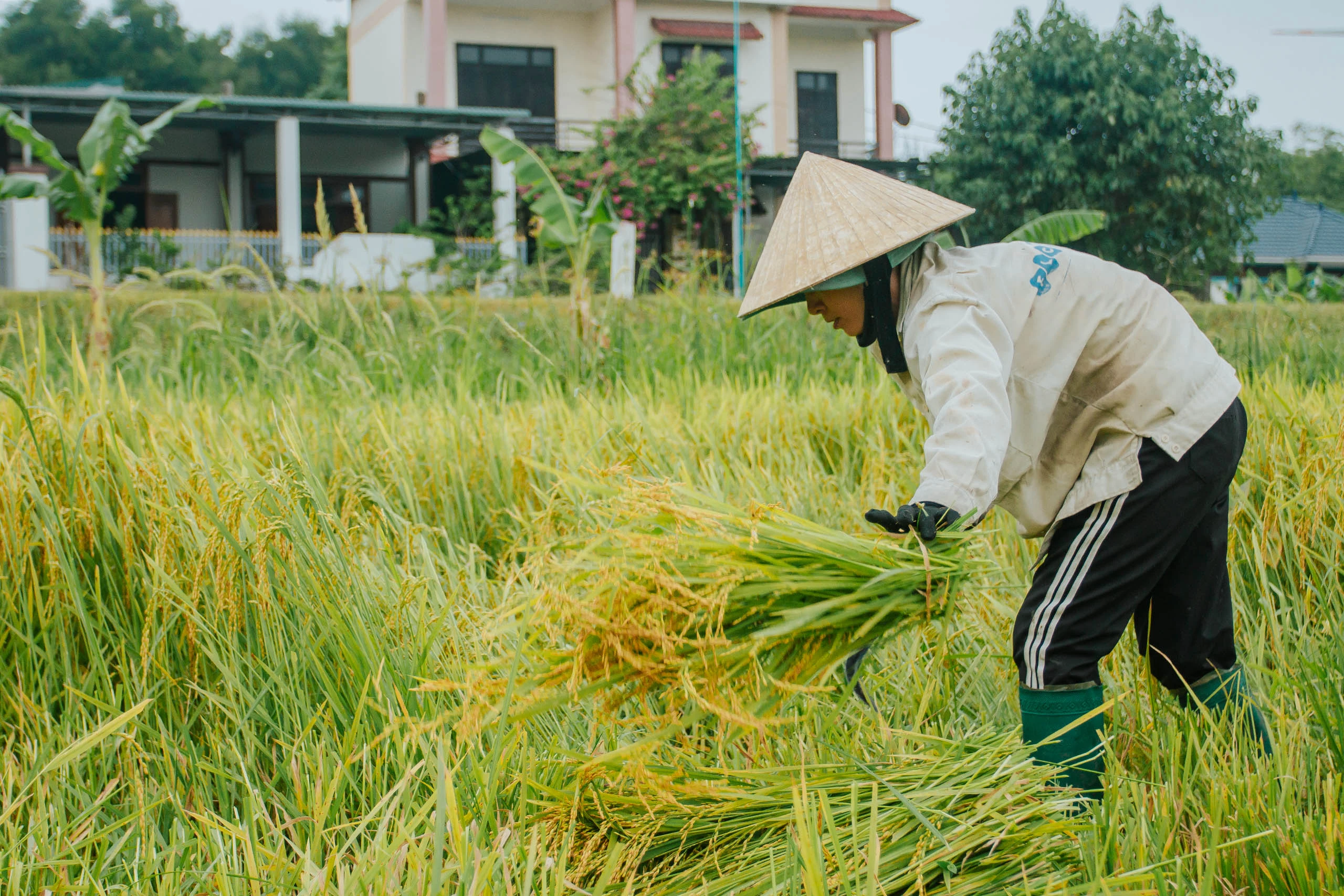 'Mưa vàng' nhưng nông dân Quảng Bình lại khóc ròng