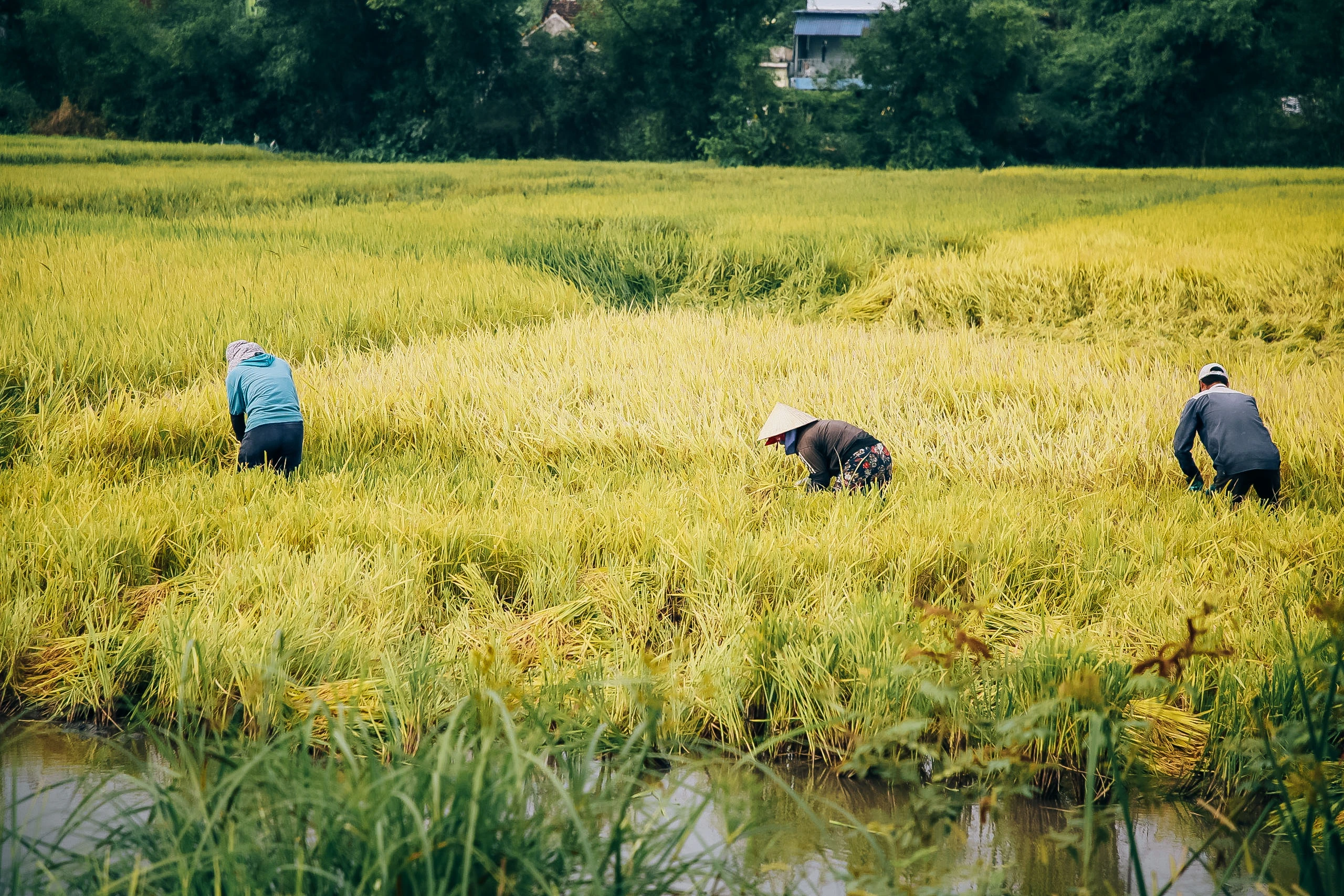 'Mưa vàng' nhưng nông dân Quảng Bình lại khóc ròng