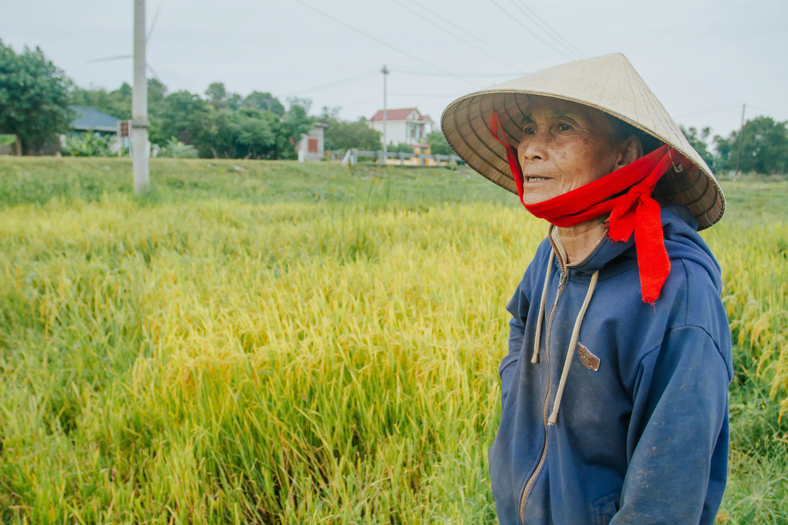 'Mưa vàng' nhưng nông dân Quảng Bình lại khóc ròng