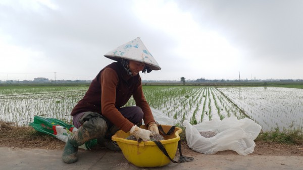 Nam Định: Lúa chết hàng loạt, nông dân lo lắng