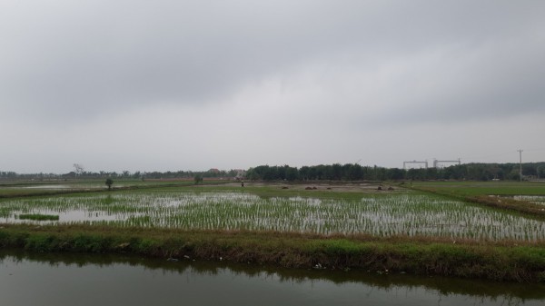 Nam Định: Lúa chết hàng loạt, nông dân lo lắng