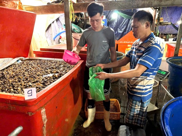 Ngâm ốc bươu bằng thủy tinh lỏng: Độc cỡ nào?