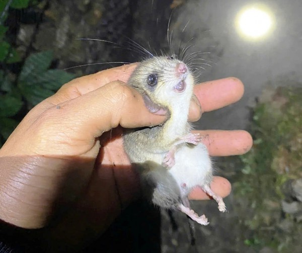 Ngăn chặn 'chuột quý tộc' cắn phá sâm Ngọc Linh Ngăn chặn 'chuột quý tộc' cắn phá sâm Ngọc Linh