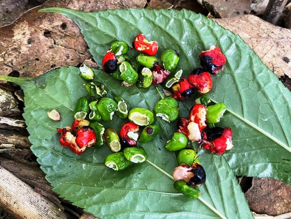 Ngăn chặn 'chuột quý tộc' cắn phá sâm Ngọc Linh Ngăn chặn 'chuột quý tộc' cắn phá sâm Ngọc Linh