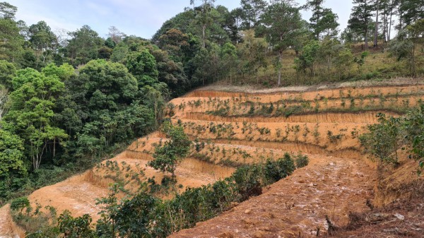 Nghịch lý quy hoạch 3 loại rừng ở Lâm Đồng