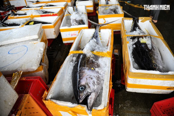 Ngư dân Quảng Ngãi rộn ràng phiên biển cuối năm: 'Mệt mấy cũng vui'