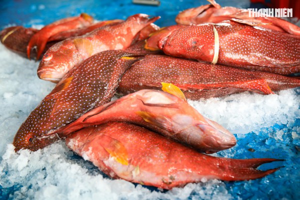 Ngư dân Quảng Ngãi rộn ràng phiên biển cuối năm: 'Mệt mấy cũng vui'