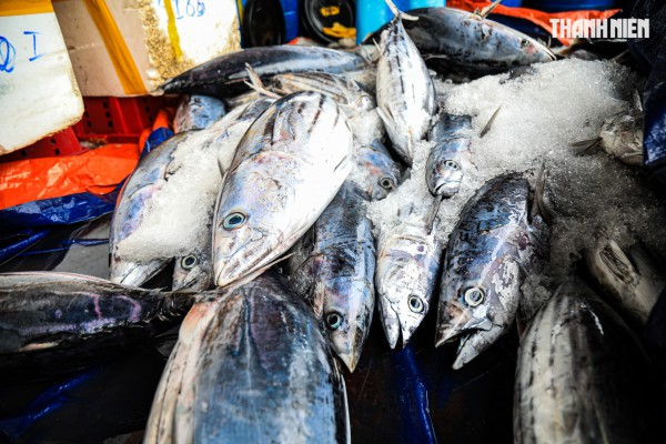 Ngư dân Quảng Ngãi rộn ràng phiên biển cuối năm: 'Mệt mấy cũng vui'