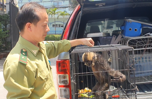 Người dân bàn giao vượn má vàng quý hiếm cho kiểm lâm