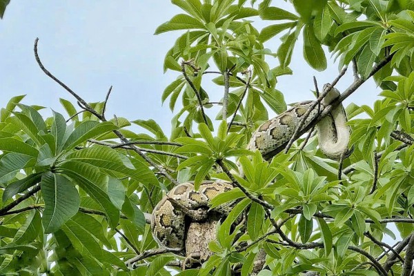 Người dân giao nộp con trăn phát hiện gần bến tàu du lịch Nha Trang