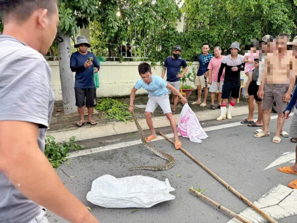 Người dân giao nộp con trăn phát hiện gần bến tàu du lịch Nha Trang