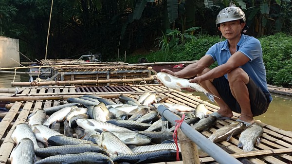 Người nuôi cá lồng trên sông Mã bất lực nhìn cá chết