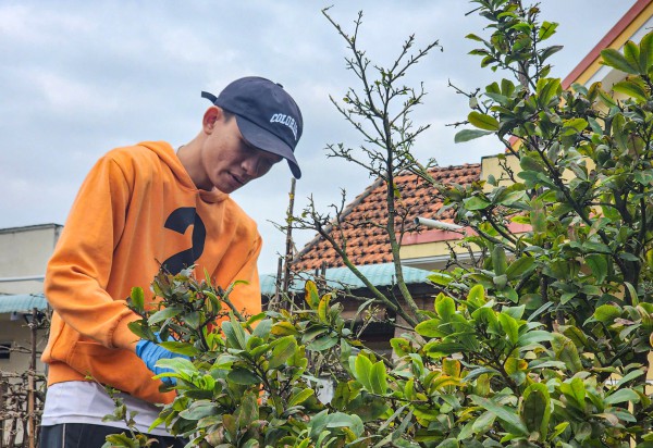 Nhà vườn trồng mai tết 'chạy' theo xu thế người chơi mai