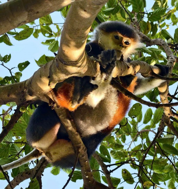 Nhiếp ảnh gia giải cứu voọc chà vá chân nâu mắc bẫy ở Sơn Trà Nhiếp ảnh gia giải cứu voọc chà vá chân nâu mắc bẫy ở Sơn Trà