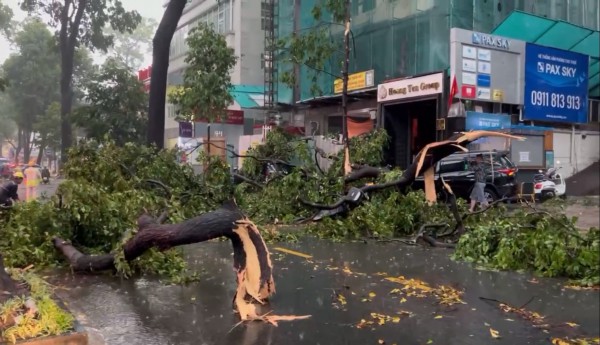 Nhiều cây xanh ở trung tâm TP.HCM ngã chắn giữa đường sau mưa lớn