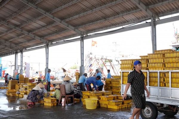 Nhịp sống ở cảng cá Trần Đề: Người bốc xếp, vá lưới tất bật theo mùa cá