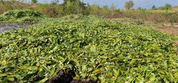 Ninh Thuận: Người dân phản ánh tình trạng hàng trăm tấn vỏ nha đam gây ô nhiễm