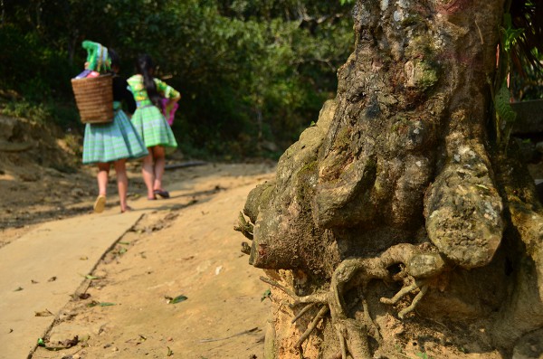 Nỗi niềm trà di sản: Phải sinh lợi, không sinh… bệnh!