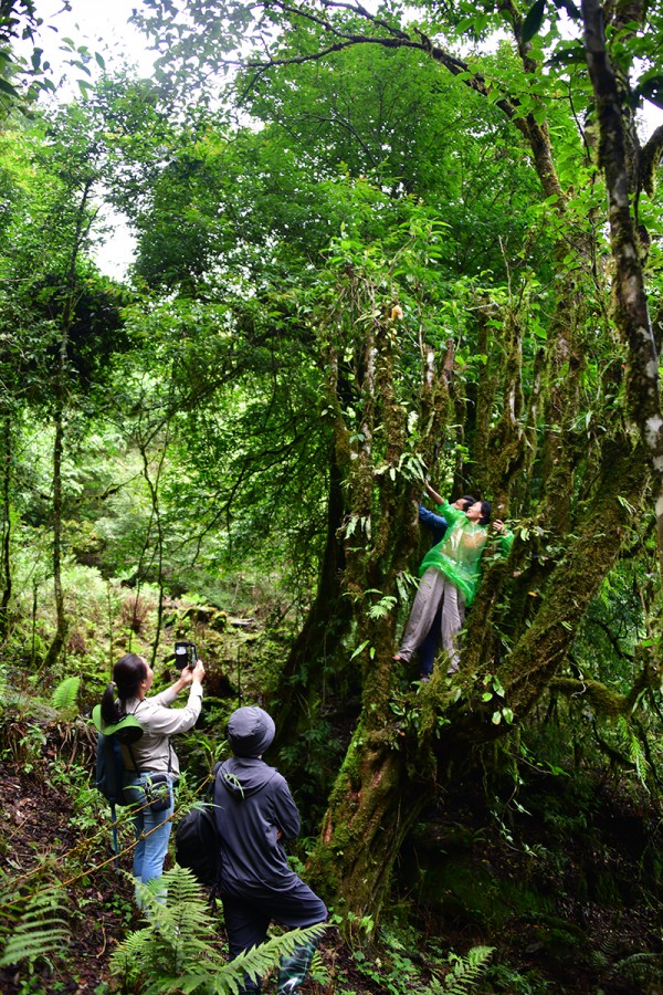 Nỗi niềm trà di sản: Phải sinh lợi, không sinh… bệnh!