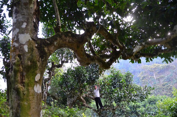 Nỗi niềm trà di sản: Phải sinh lợi, không sinh… bệnh!