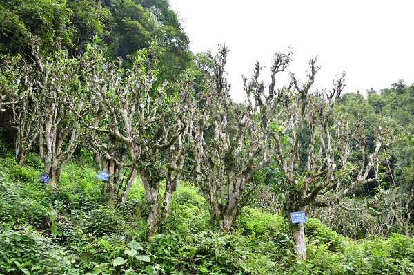 Nỗi niềm trà di sản: Phải sinh lợi, không sinh… bệnh!