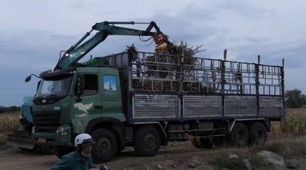 Nông dân Ninh Thuận gặp khó khi 'vướng' tải trọng đường vận chuyển mía đường