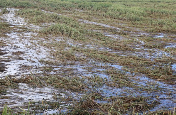 Nước mắt nông dân rơi sau bão Nước mắt nông dân rơi sau bão