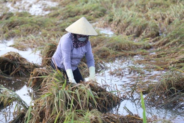 Nước mắt nông dân rơi sau bão Nước mắt nông dân rơi sau bão